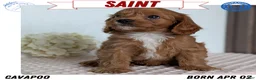 Cavapoo dogs for sale: Saint - Ad 1