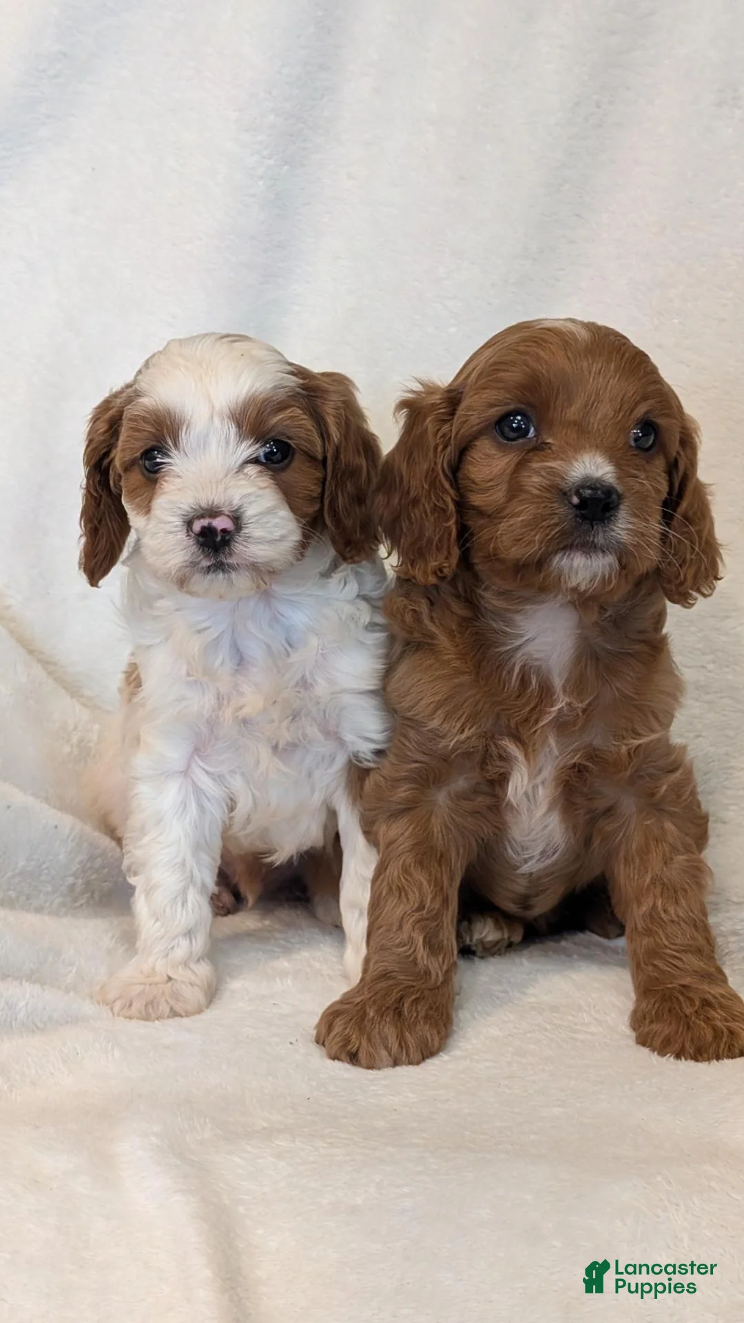 Cavapoo dogs for sale: Willow  - Ad 7