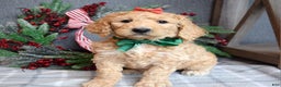Goldendoodle dogs for sale: Piper - Ad 3