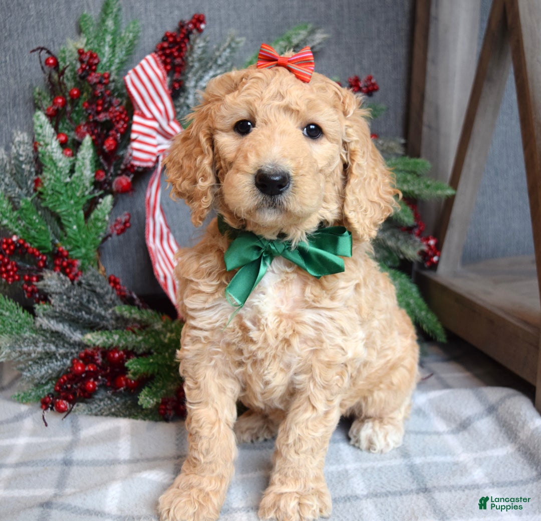 Goldendoodle dogs for sale: Piper - Ad 3