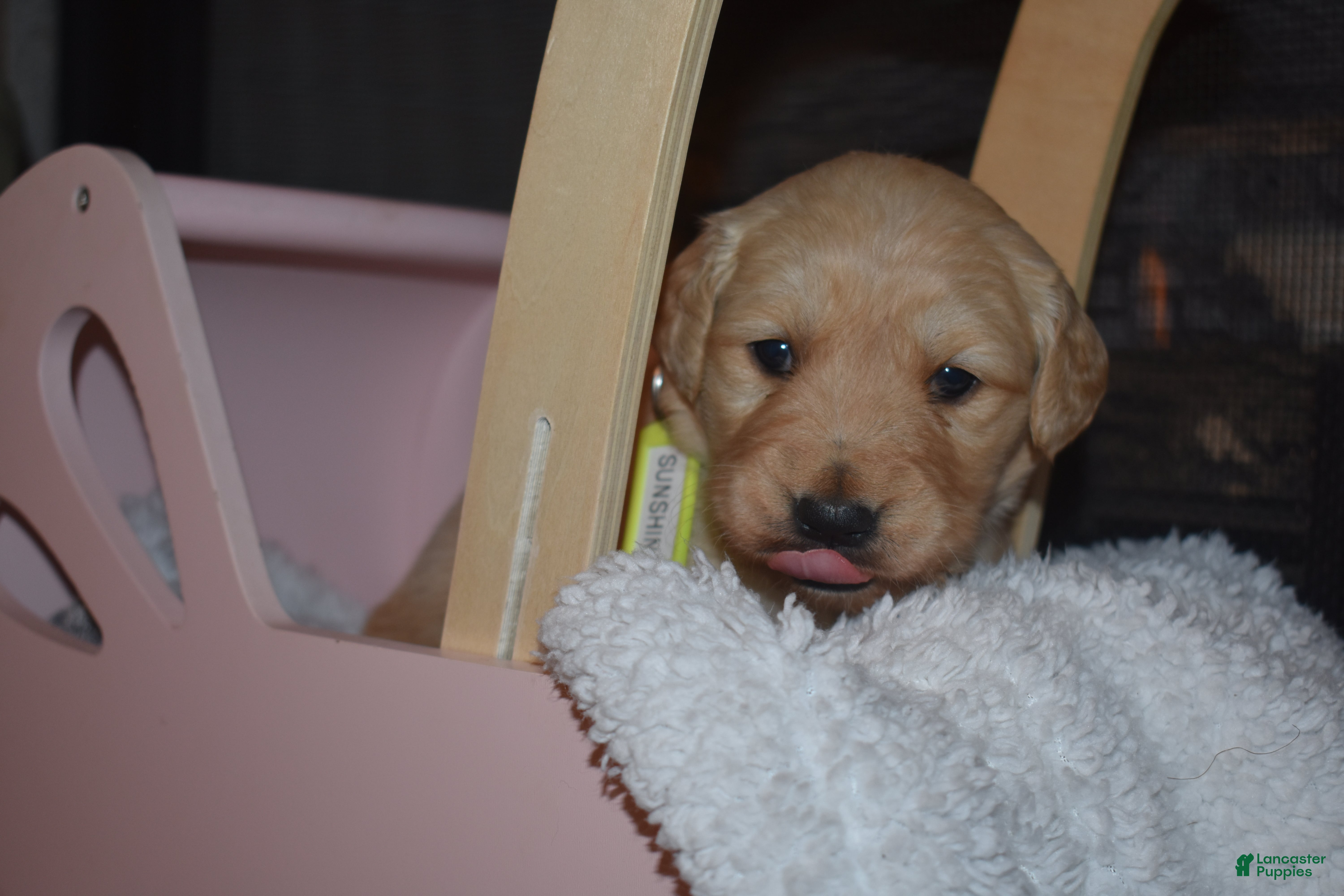 Golden Retriever dogs Sunshine - Ad 16