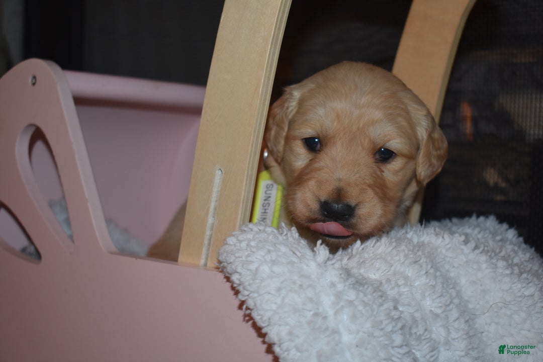 Golden Retriever dogs for sale: Sunshine - Ad 1