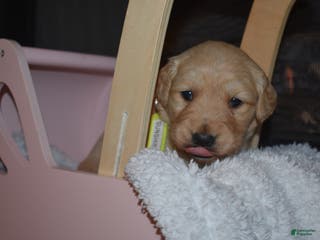 Golden Retriever dogs Sunshine - Ad 16