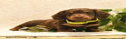 Miniature Dachshund dogs for sale: Waylan - Ad 4