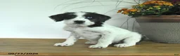 Mixed Breed dogs for sale: Daisy - Ad 3