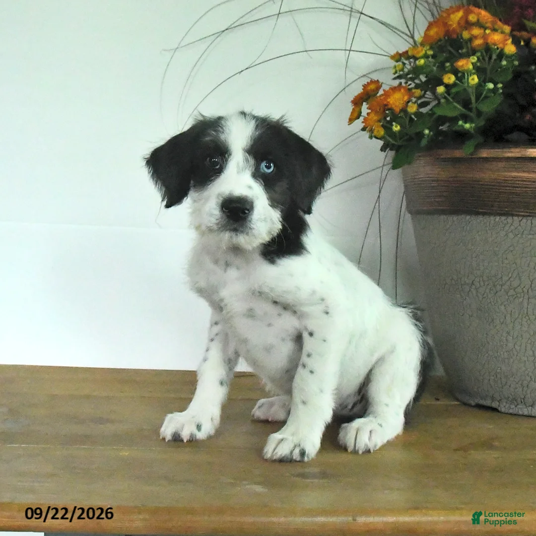 Mixed Breed dogs for sale: Daisy - Ad 3