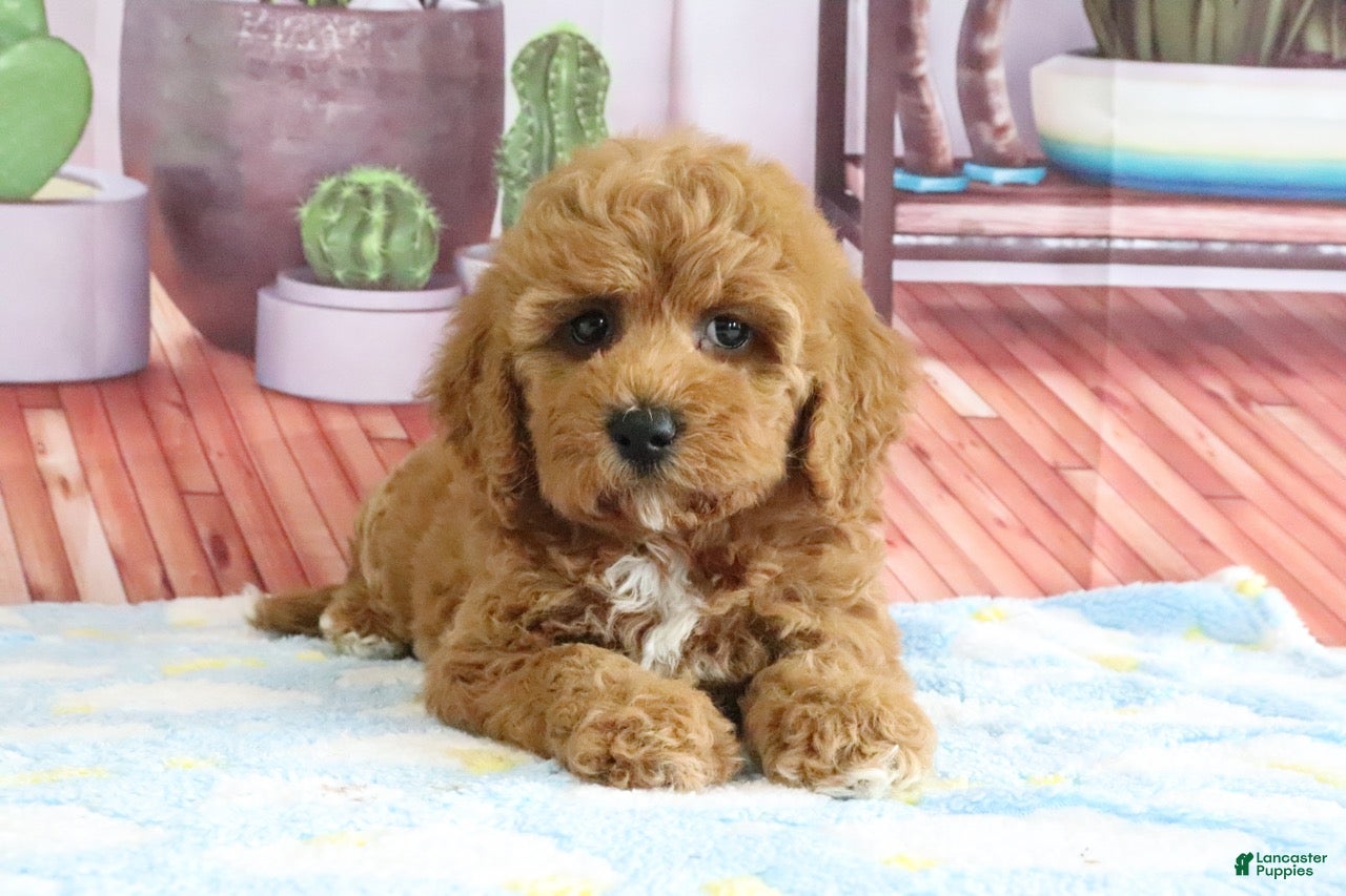 Mini Goldendoodle dogs Kendra - Ad 2