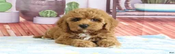 Mini Goldendoodle dogs for sale: Kendra - Ad 2