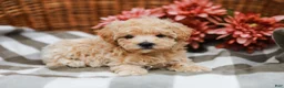 Maltipoo dogs for sale: Candy - Ad 4
