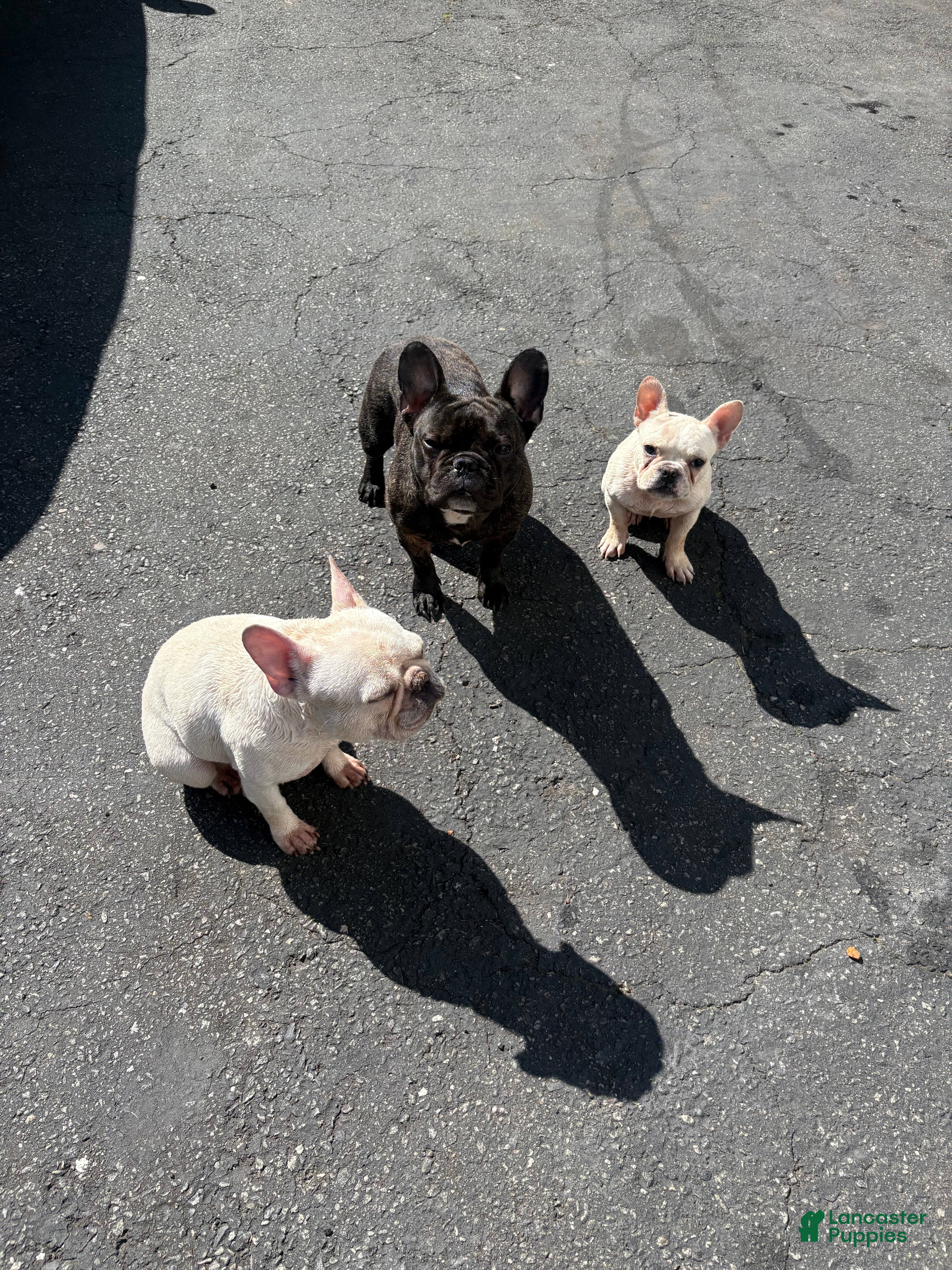 French Bulldog dogs Suzie - Ad 1