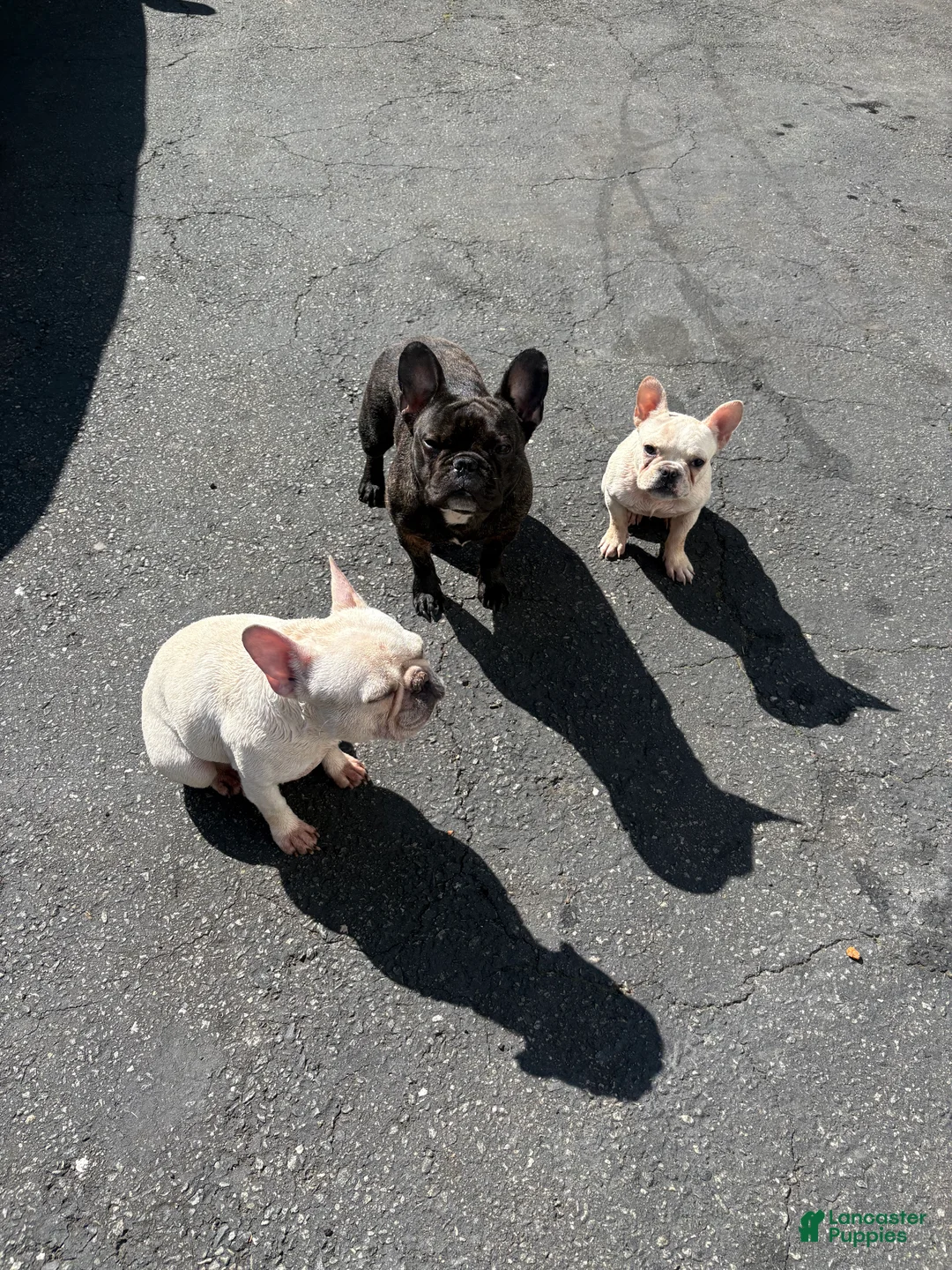 French Bulldog dogs for sale: Suzie - Ad 1