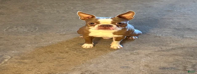 Gino