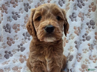 Mini Goldendoodle dogs - Ad 33