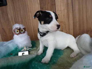 Jack Russell Terrier dogs Jack Russell Terrier Puppy 5 Score - Ad 33