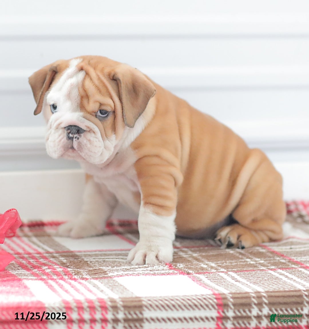English Bulldog dogs for sale: Richard - Ad 1