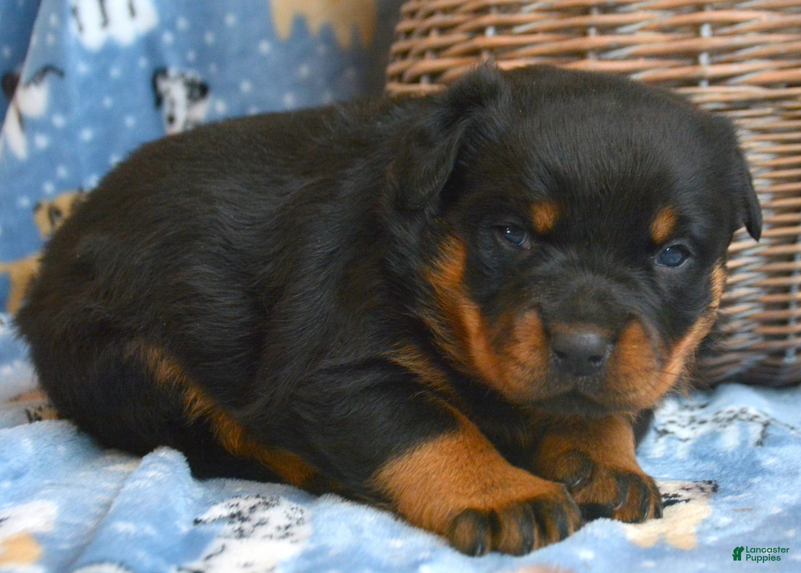Rottweiler dogs Rottweiler Puppy 2 Roxy - Ad 15