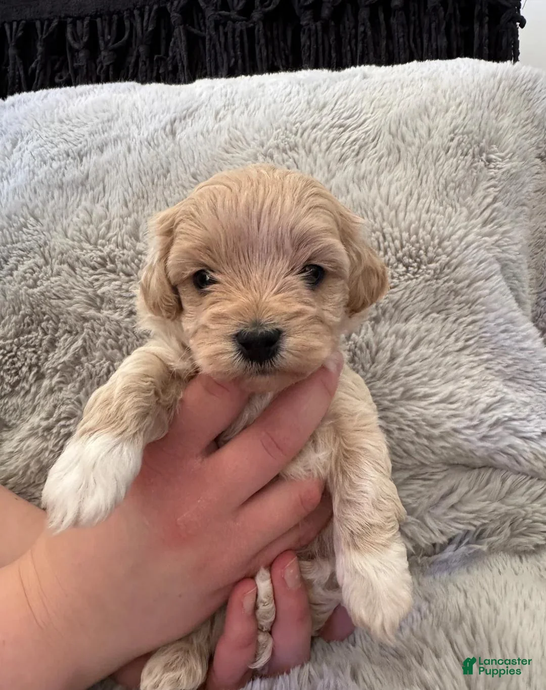 Maltipoo dogs for sale: Theo - Ad 2