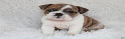 English Bulldog dogs for sale: AKC Oakley - Ad 3