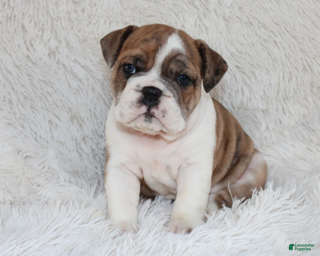 English Bulldog dogs for sale: AKC Oakley - Ad 3