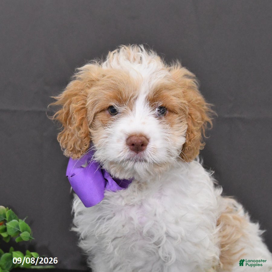 Cavapoo dogs Orchid - Ad 2