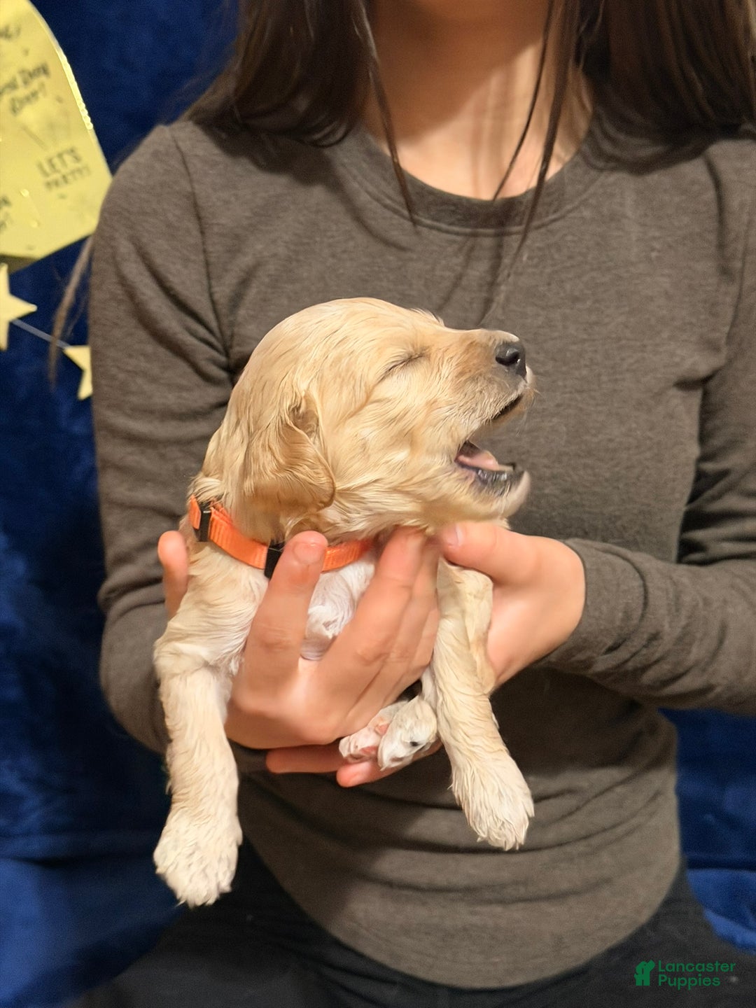 Goldendoodle dogs for sale: Goldendoodle Puppy 5 - Ad 4