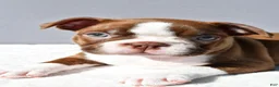 Boston Terrier dogs for sale: Tyson - Ad 6