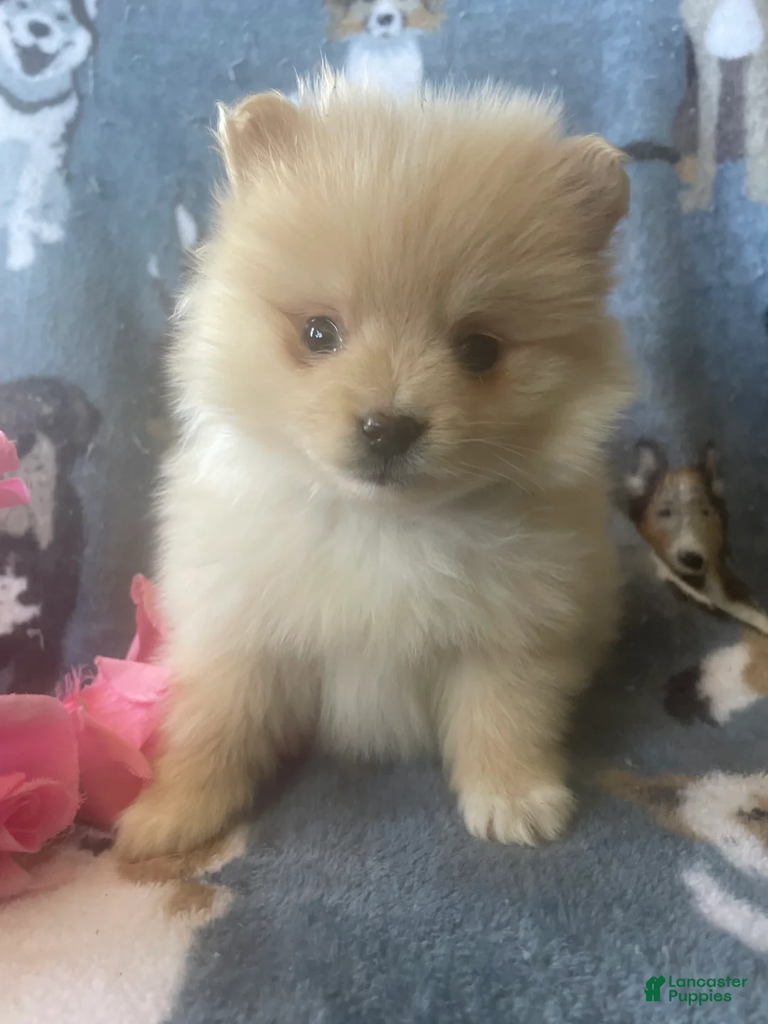 Pomeranian dogs for sale: Luke - Ad 1