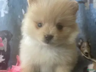 Pomeranian dogs Luke - Ad 41