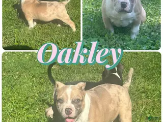 American Bully dogs Oakley - Ad 14