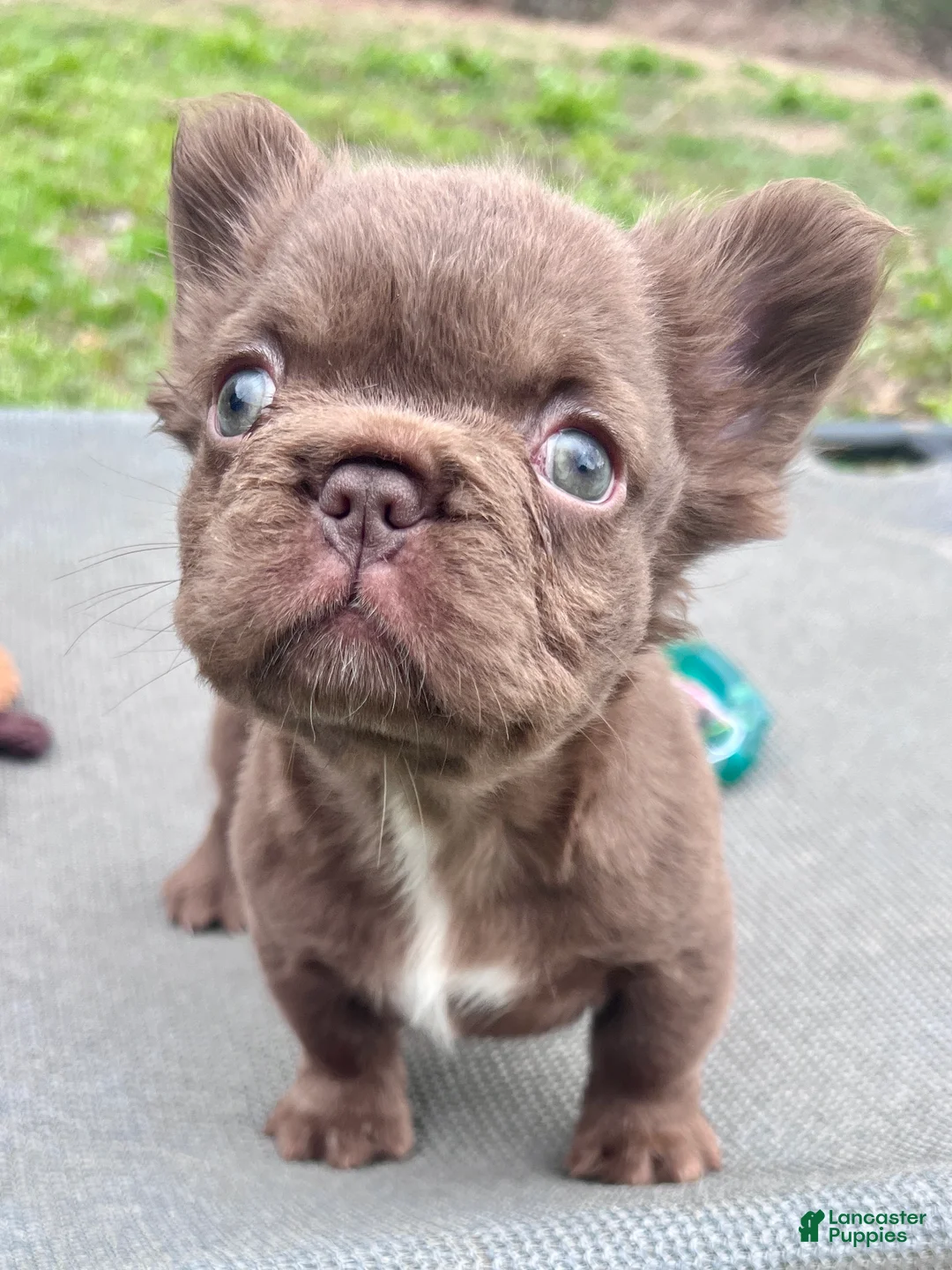 French Bulldog dogs for sale: Brownie - Ad 2