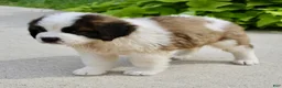 Saint Bernard dogs for sale: Hannah - Ad 6