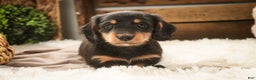 Miniature Dachshund dogs for sale: Cocoa - Ad 8