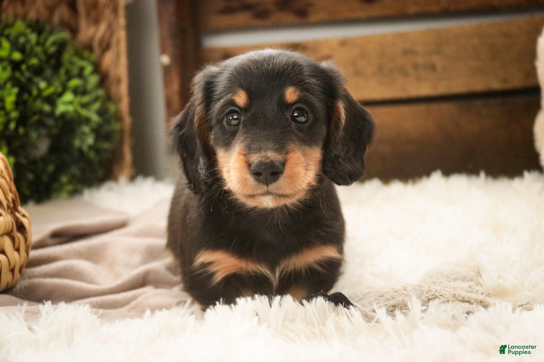 Miniature Dachshund dogs for sale: Cocoa - Ad 8