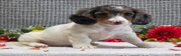 Miniature Dachshund dogs for sale: Ruthie - Ad 5