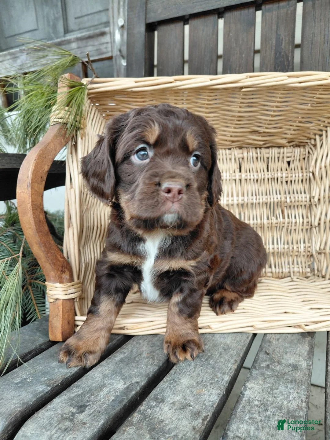 Mixed Breed dogs for sale: Toby - Ad 2