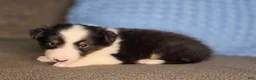 Shetland Sheepdog dogs for sale: Tiffin - Ad 4