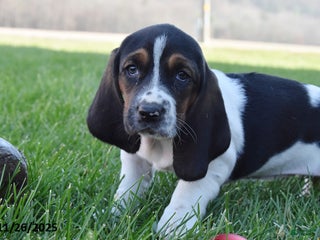 Basset Hound dogs Penny - Ad 12