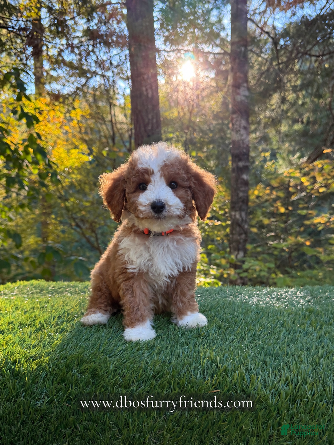Mini Goldendoodle dogs for sale: Denver  - Ad 15