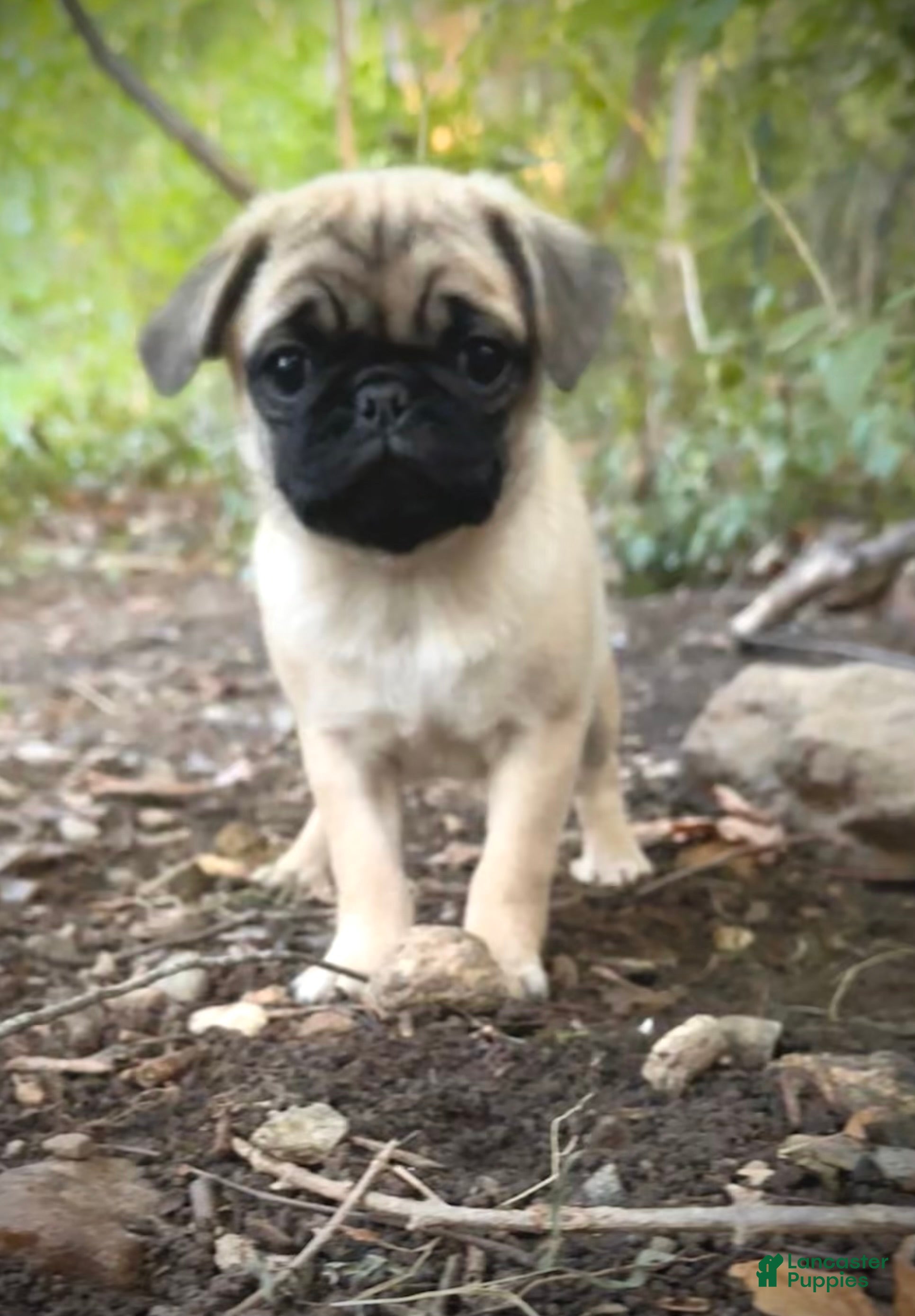Pug dogs Charlie  - Ad 7