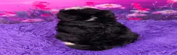 Mini Bernedoodle dogs for sale: Zara - Ad 4