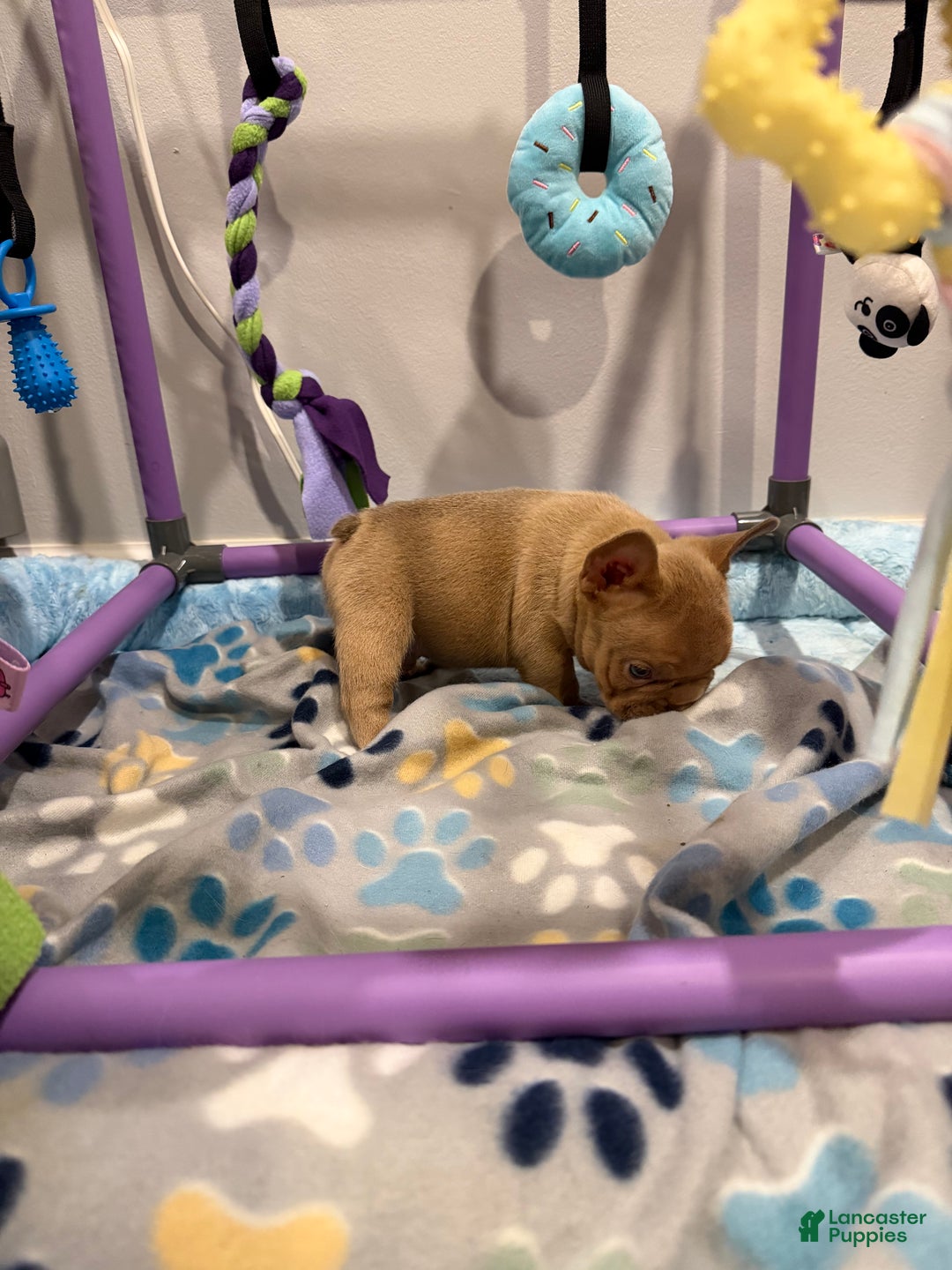 French Bulldog dogs for sale: Leonardo - Ad 5