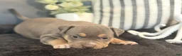 American Bully dogs for sale: Talulah - Ad 3