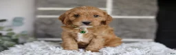 Cavapoo dogs for sale: Louie - Ad 9