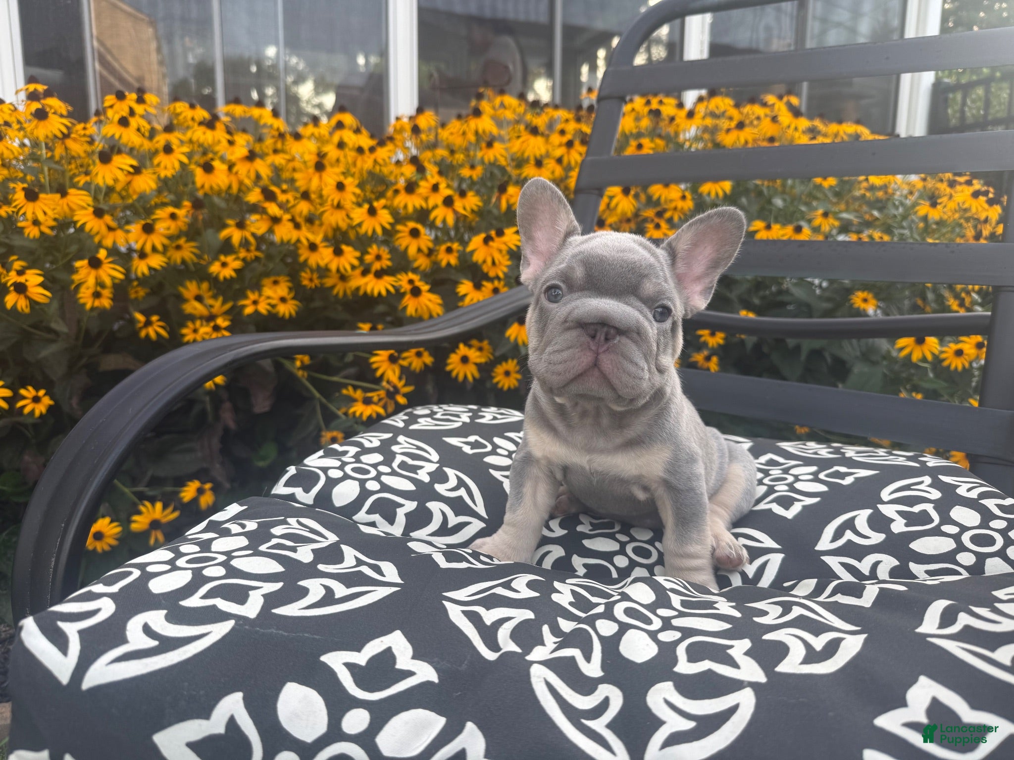 French Bulldog dogs French Bulldog 1 - Ad 2