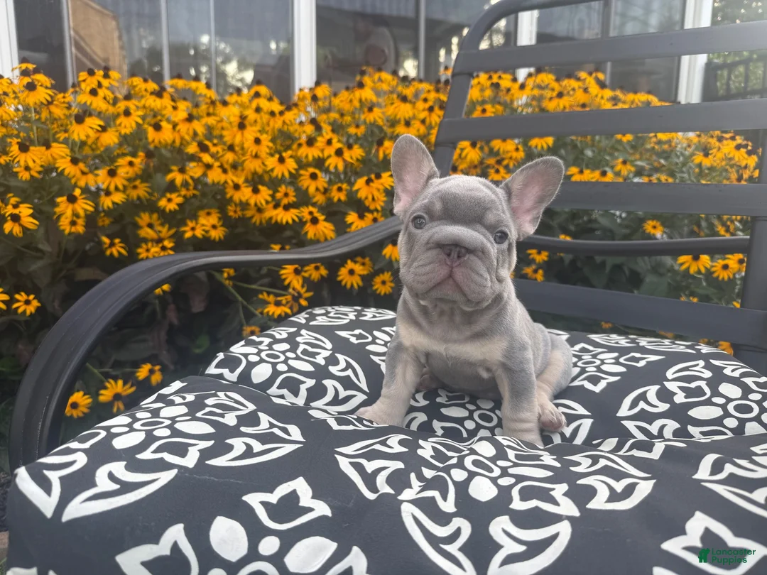 French Bulldog dogs for sale: French Bulldog 1 - Ad 2