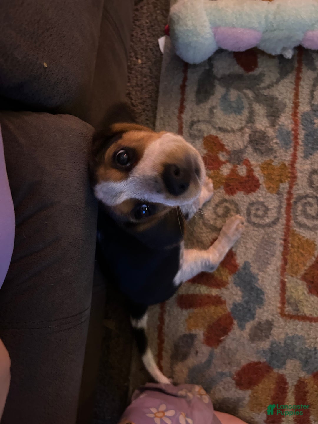 Beagle dogs for sale: Beagle Puppy 2 - Ad 3