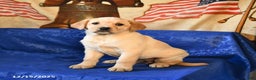 Labrador Retriever dogs for sale: Hailey - Ad 2