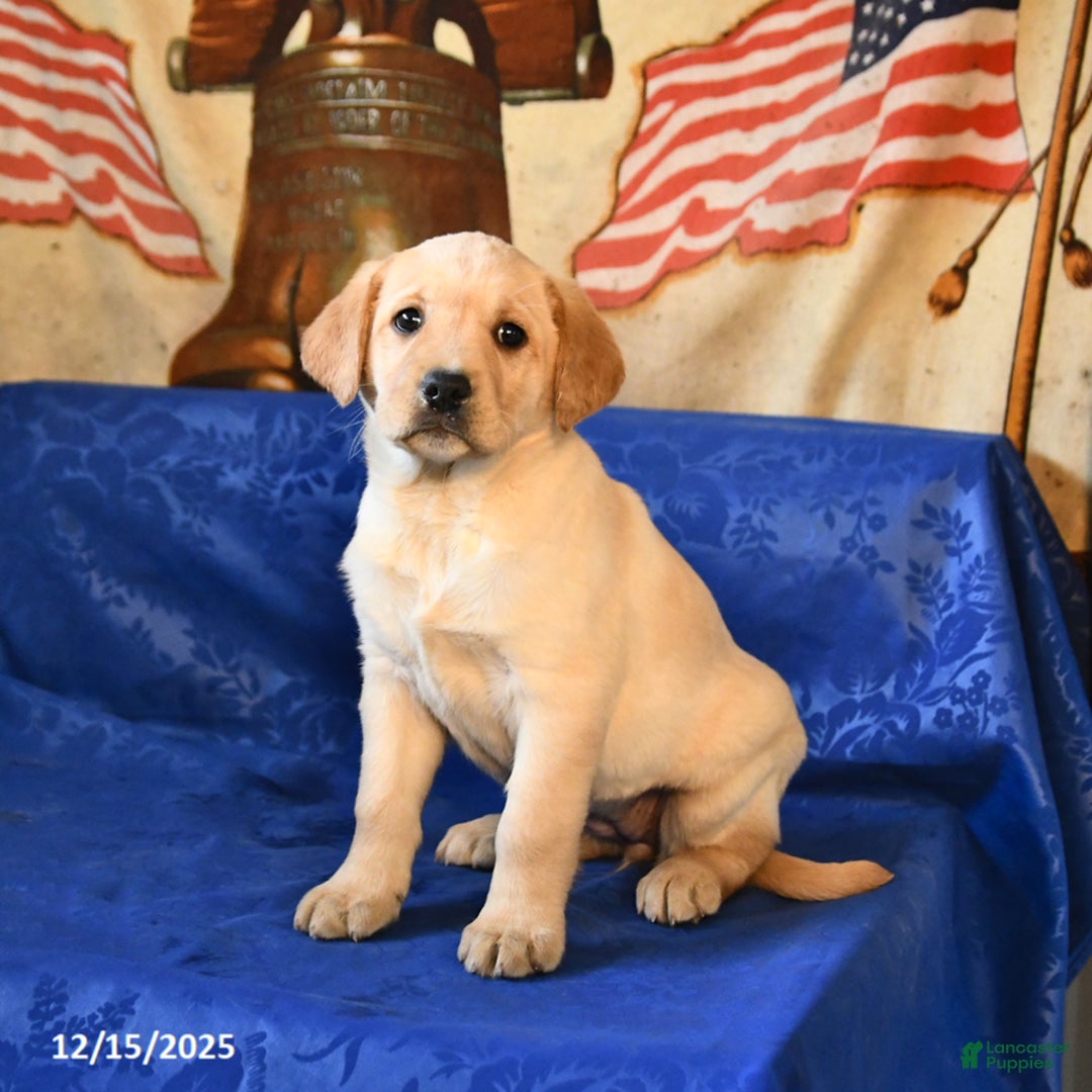 Labrador Retriever dogs for sale: Hailey - Ad 2