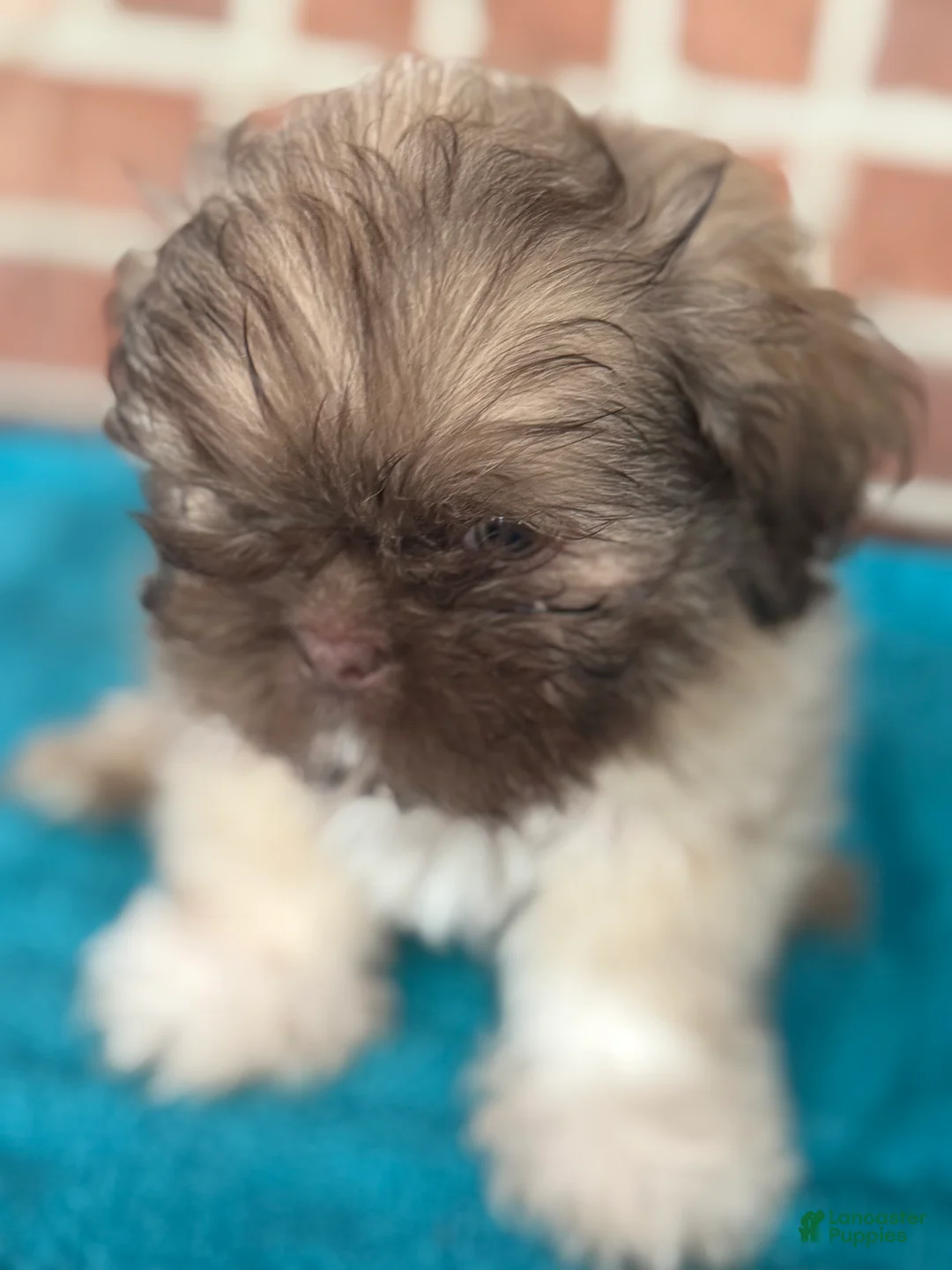 Shih Tzu dogs for sale: Shih Tzu 2 - Ad 2