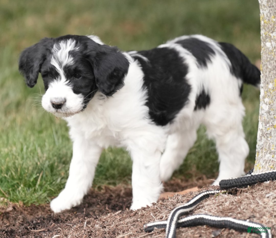 Saint Berdoodles dogs for sale: Bobby - Ad 3